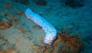 Albino sea cucumber in Croatian Adriatic sea