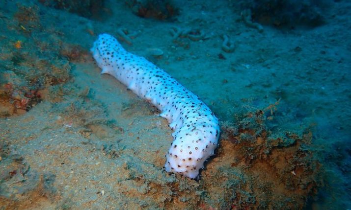Divers find rare Albino sea cucumber in Croatian Adriatic
