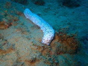 Albino sea cucumber in Croatian Adriatic sea