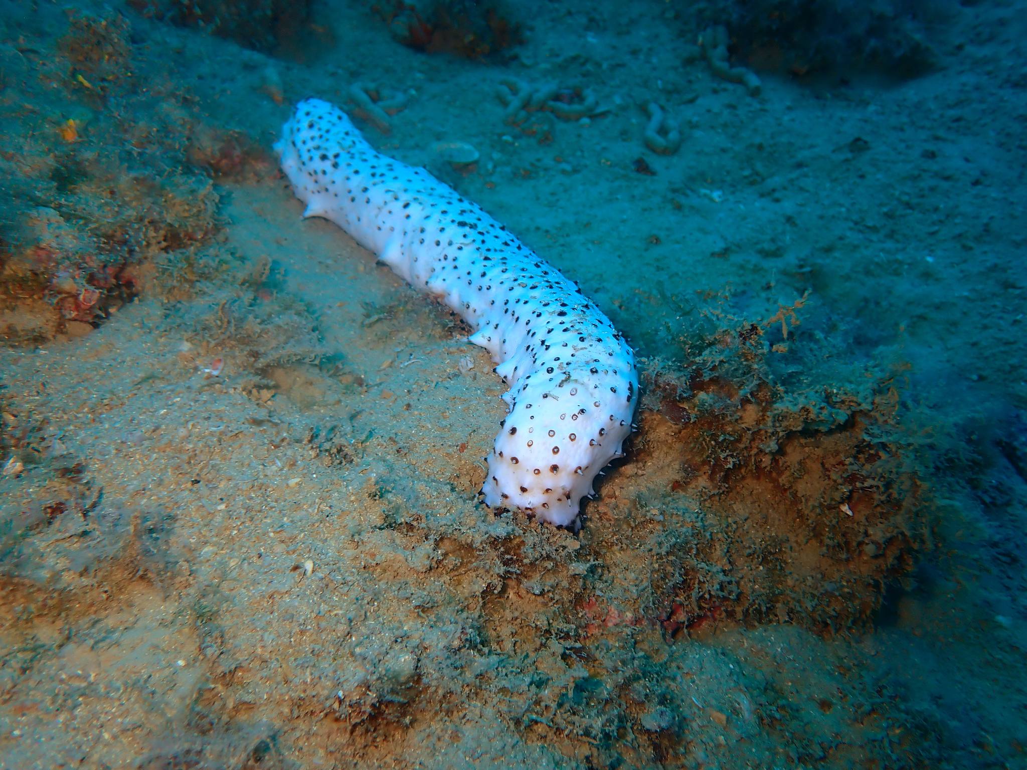 Albino sea cucumber in Croatian Adriatic sea