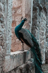 Peacock on Lokrum island in Croatia