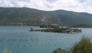 Mussel farm in Bay of Mali Ston