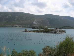 Mussel farm in Bay of Mali Ston