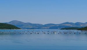 Mussel farm Croatia