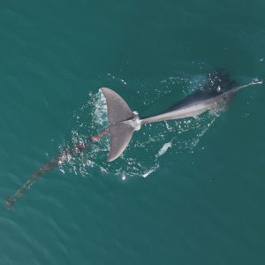 Dolphin in Croatian waters entangled in rope