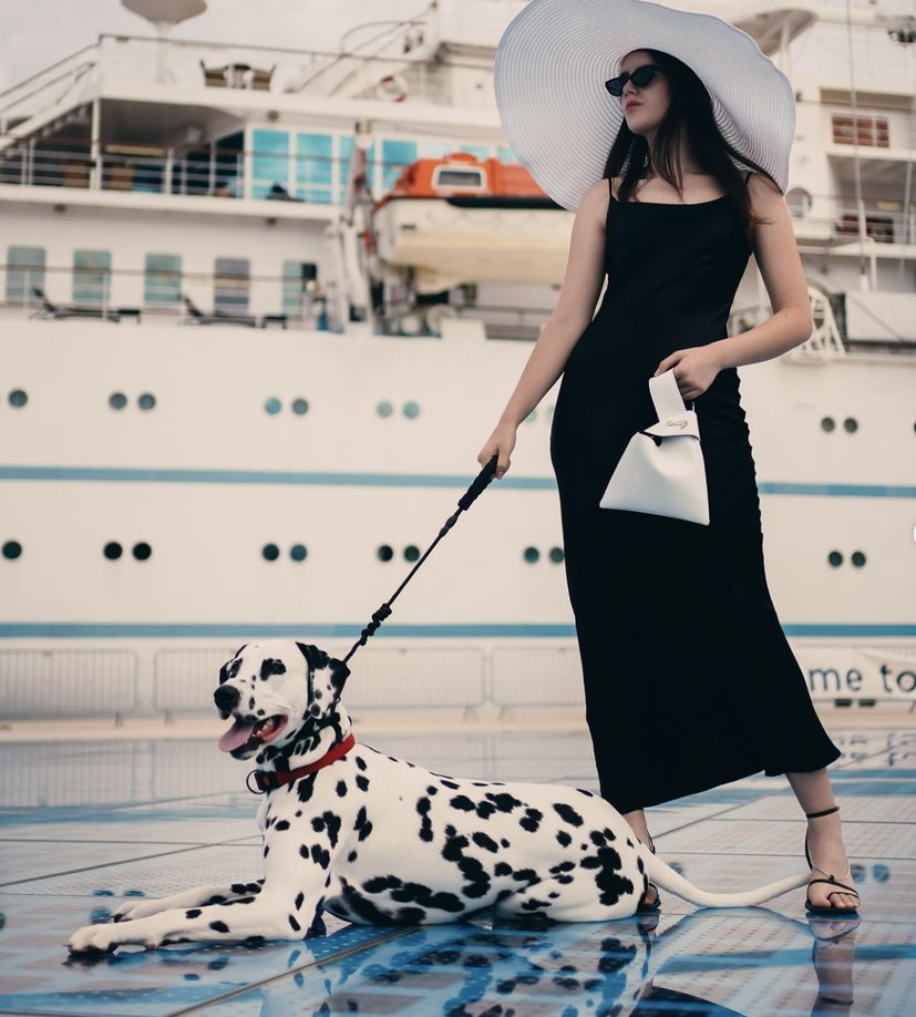 Dalmatian dog sitting in Croatia 