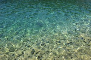 sea urchin in Croatia