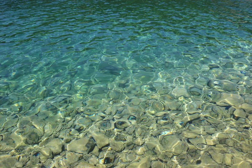 sea urchin in Croatia 