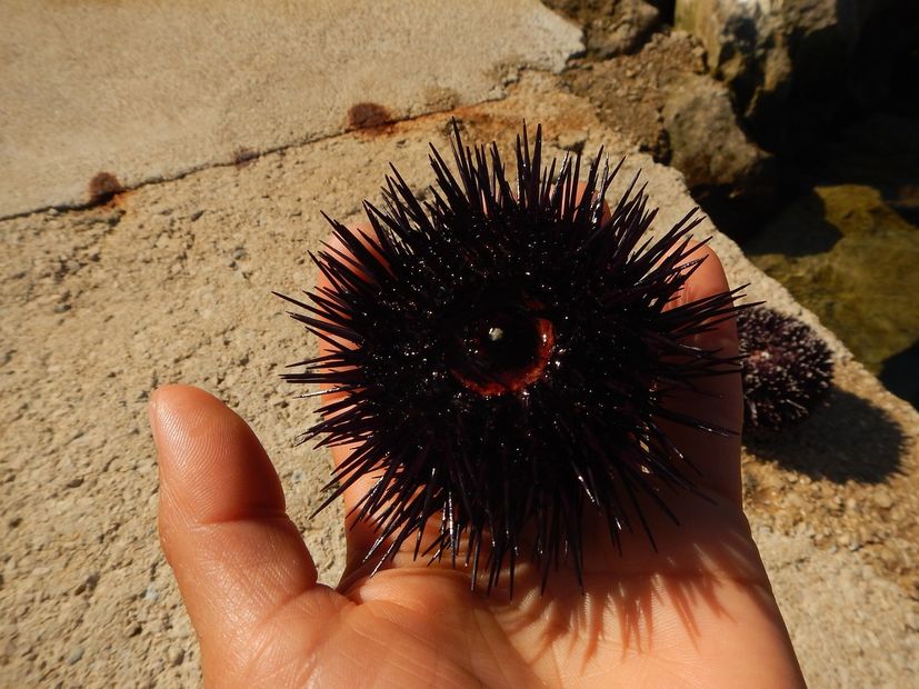 sea urchin in Croatia 