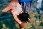 What to do If you stand on a sea urchin in Croatia