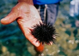 What to do If you stand on a sea urchin in Croatia