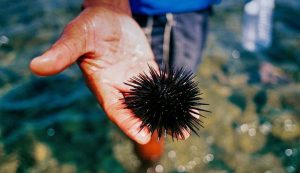 sea urchin in Croatia