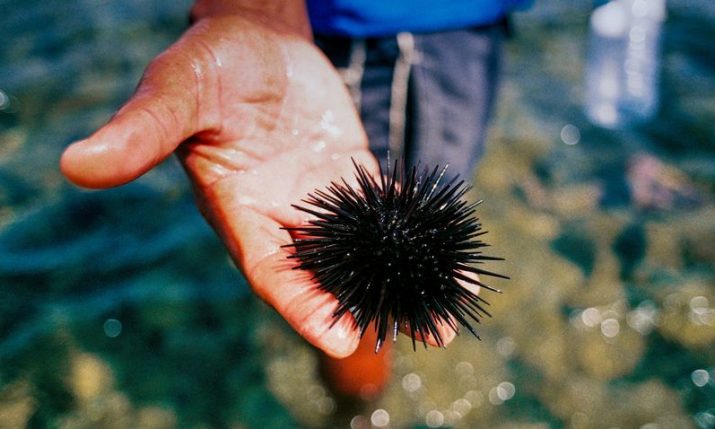 What to do If you stand on a sea urchin in Croatia