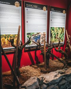 Wine museum in Dubrovnik