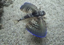 First sighting of flying gurnard in Istrian waters