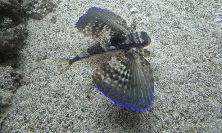 First sighting of flying gurnard in Istrian waters