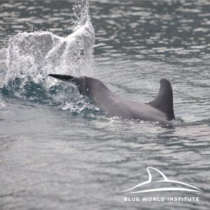 Dolphin on Krk Croatia