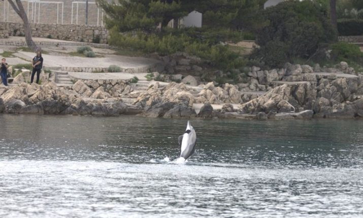 Swimmers on island of Krk warned about dolphin