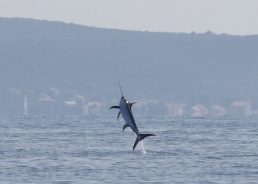 Swordfish treats researchers near Croatian island