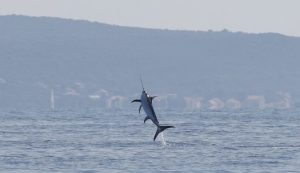 swordfish in Croatia