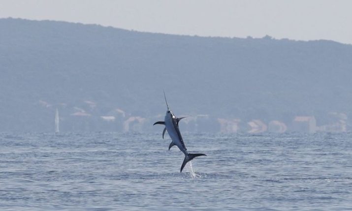 Swordfish treats researchers near Croatian island