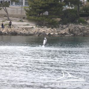 Dolphin on Krk Croatia