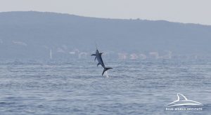 swordfish in Croatia