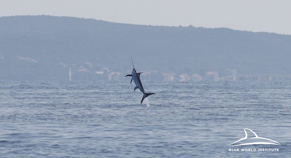  swordfish in Croatia 