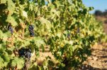 Extreme heat, tourism hitting Croatian wineries hard