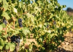 Extreme heat, tourism hitting Croatian wineries hard