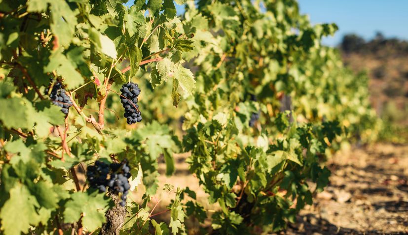 Wine Production Falls Sharply