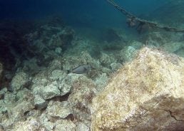 PHOTOS: Surgeonfish spotted in Croatian waters for first time