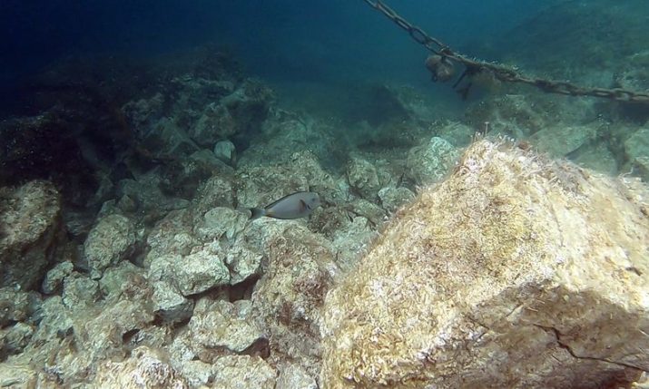 PHOTOS: Surgeonfish spotted in Croatian waters for first time