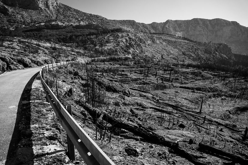 Two hundred volunteers, scouts, and foresters from Croatian Forests took part this Saturday in reforesting a fire-ravaged forest in Biokovo Nature Park