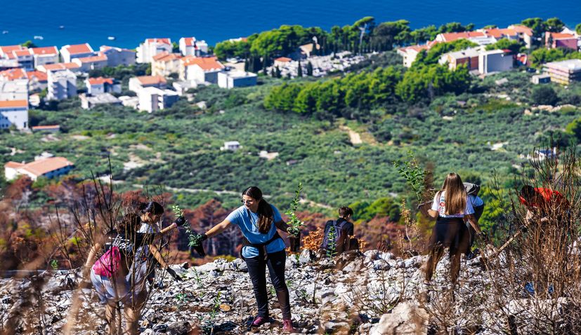 Two hundred volunteers, scouts, and foresters from Croatian Forests took part this Saturday in reforesting a fire-ravaged forest in Biokovo Nature Park