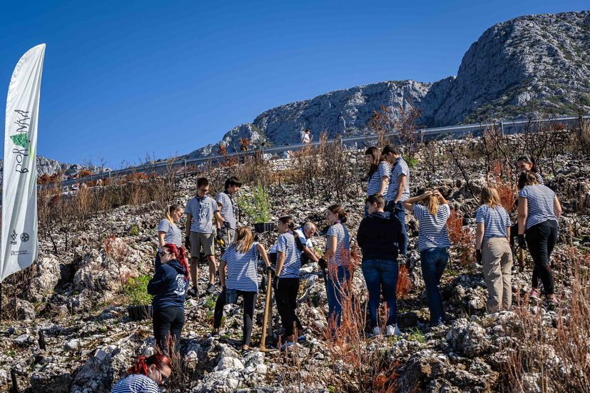 Two hundred volunteers, scouts, and foresters from Croatian Forests took part this Saturday in reforesting a fire-ravaged forest in Biokovo Nature Park