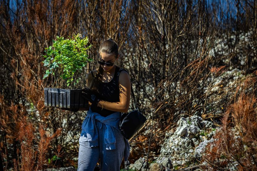 Two hundred volunteers, scouts, and foresters from Croatian Forests took part this Saturday in reforesting a fire-ravaged forest in Biokovo Nature Park