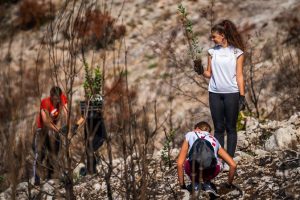 Two hundred volunteers, scouts, and foresters from Croatian Forests took part this Saturday in reforesting a fire-ravaged forest in Biokovo Nature Park