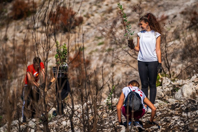 Two hundred volunteers, scouts, and foresters from Croatian Forests took part this Saturday in reforesting a fire-ravaged forest in Biokovo Nature Park