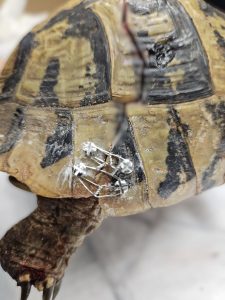 A severely injured Hermann's tortoise Krka