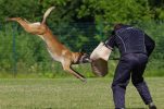 Croatia set to host World Working Dog Championship