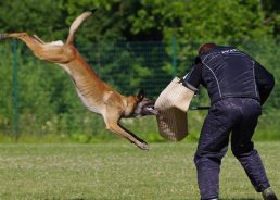 Croatia set to host World Working Dog Championship