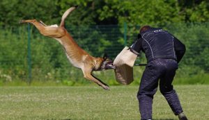 Working dog in Croatia