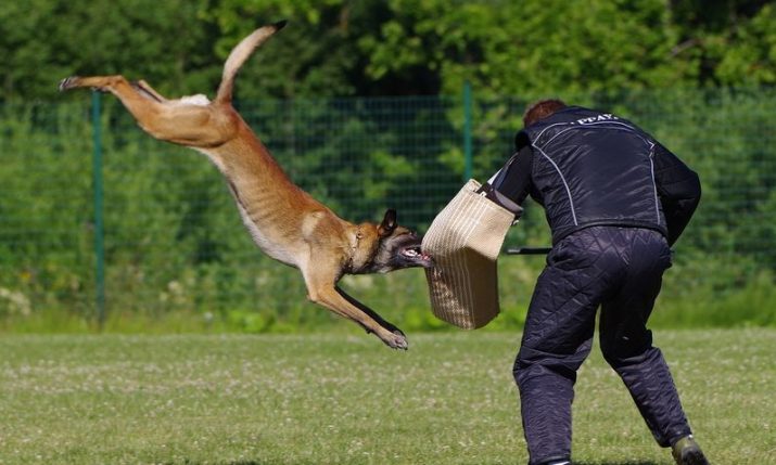 Croatia set to host World Working Dog Championship