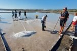 Free salt harvesting offered at Pag saltworks