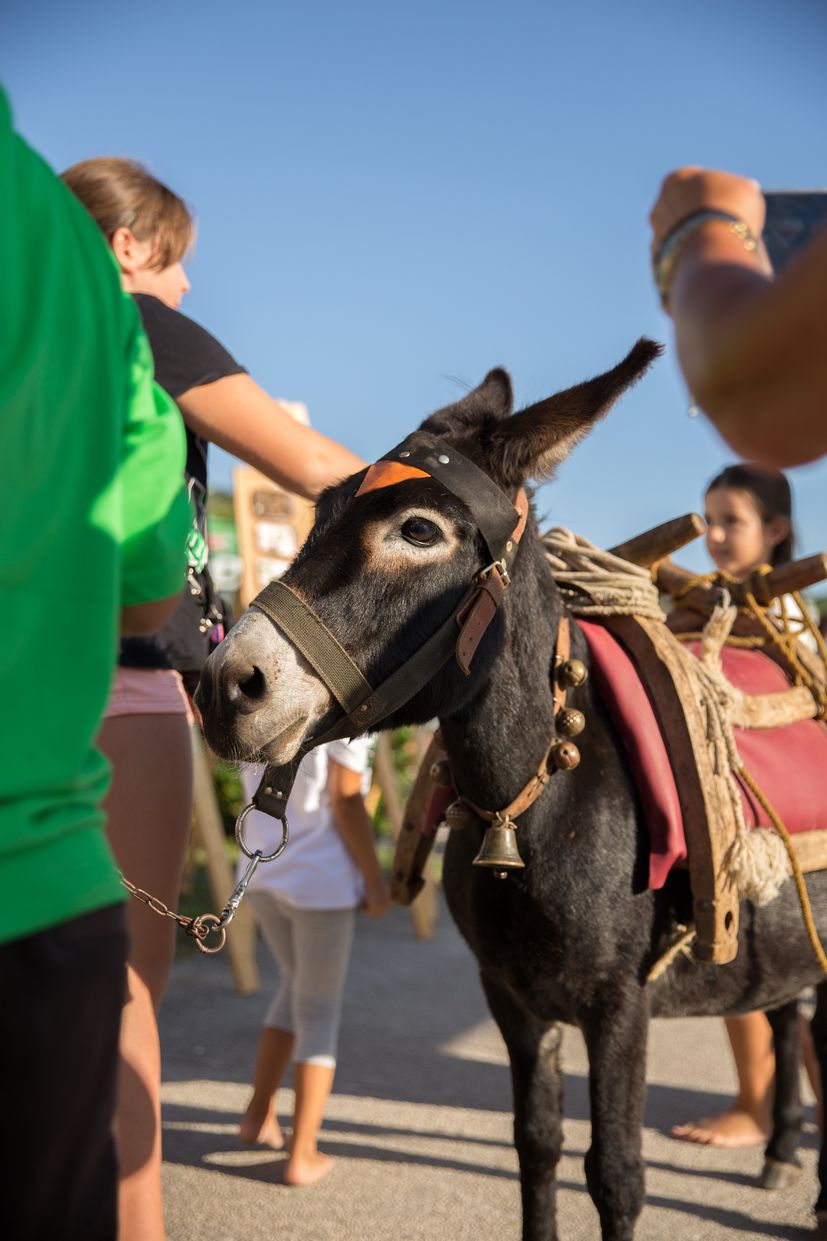 Blitvijada Festival in Podgora