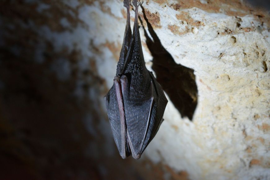 A bat in a cave