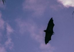 The fight to save Croatia’s 34 bat species