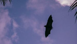 A bat flying