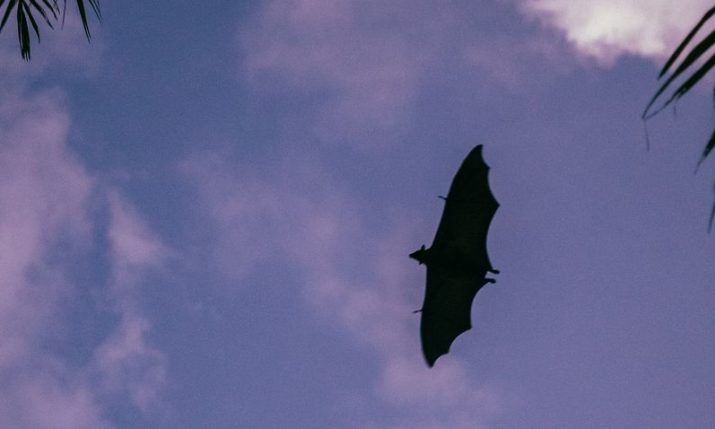 The fight to save Croatia’s 34 bat species